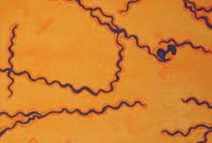 Spirochetes in the mouth