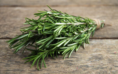 Rosemary – A Popular Aromatic Herb