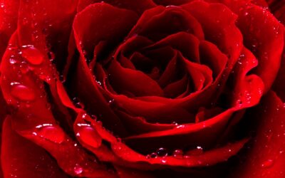 February: Month of the Rose
